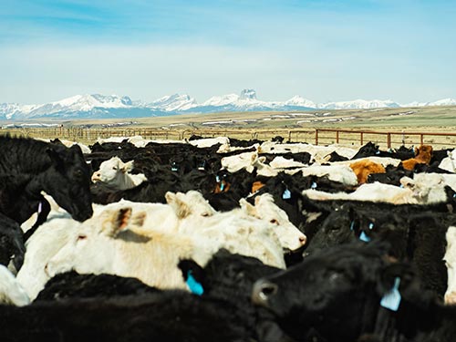 Rumney Ranch Beef Production