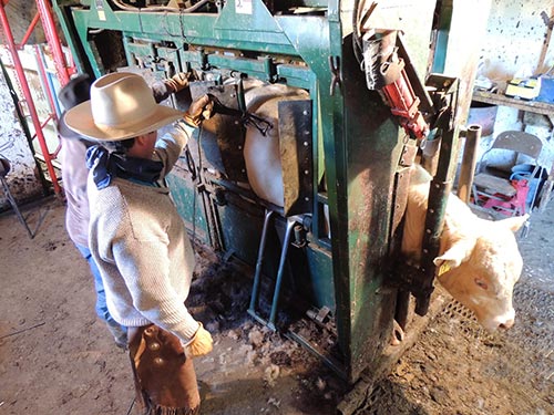Rumney Ranch Beef Production